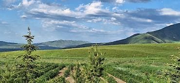 каражыгач дом: 300 соток, Договор купли-продажи — 1