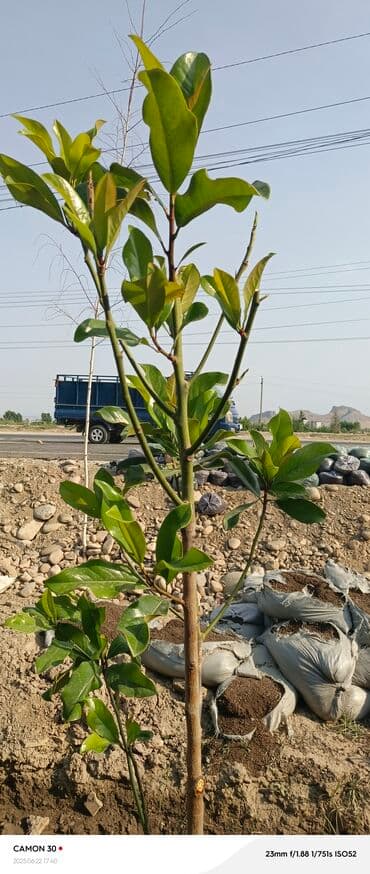 продам рассаду помидор: Саженцы деревьев: Магнолии — 15