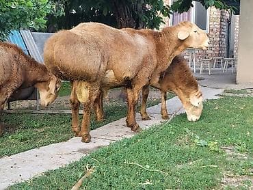 Ветеринар кызматы: Сатам | Кочкор (эркек) | Көбөйтүү үчүн — 8