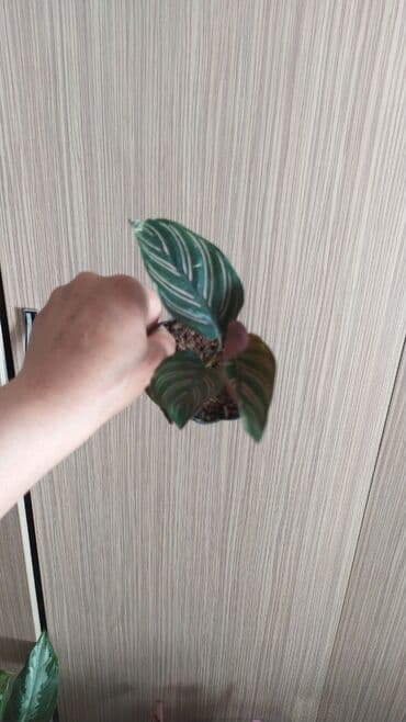 растения аквариумные купить: Другие комнатные растения — 9