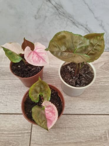 полка для комнатных цветов: Сциндапсусы,сансевиерии ва,алоказия,бегония макулата монстера — 20