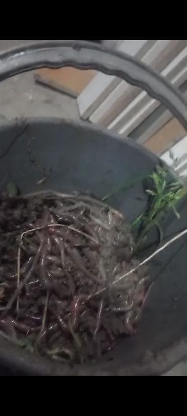 --- PART 1: TEXTUAL DESCRIPTION --- Предлагаются живые черви, идеально