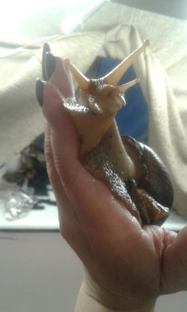 Грызуны: Ахатины .разного возраста .Проглистованы.Здоровые.Активные. Есть4 — 5