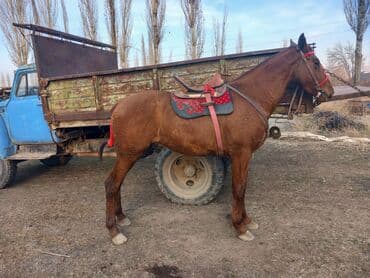 лайка шенок: Продаю | Жеребец | Дончак | Конный спорт | Мерин — 12