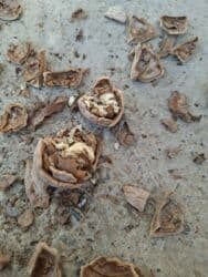 ош жапалак: Грецкий орех жангак ОШто

- Цельные, крупные ядра с плотной — 2