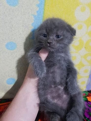 овчарка шенок: Шотландские котята: скоттиш-страйт и скоттиш-фолд - Окрас: сплошной — 4