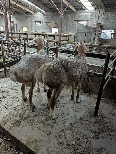 в связи с переездом отдам попугая жако в добрые руки: Продаю | Баран (самец) | Гиссарская | Для разведения — 2