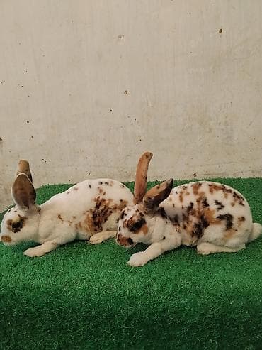 мультипу собака: Продаю | Крольчата — 1