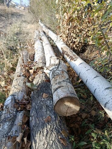 ХДФ: Тополь (Терек) - Порода: тополь(с характерной белой корой). - — 2