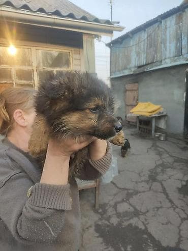 полукровка тай: Собака даром: 1 месяц, Самец — 1