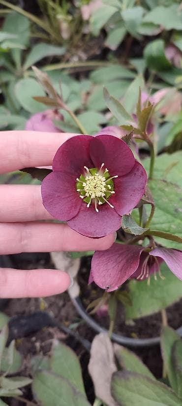 цветы малачай: Саженцы цветка: Морозники — 1