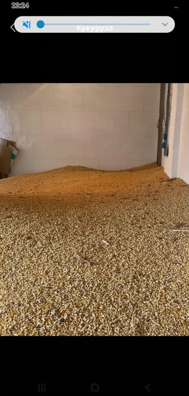 усыпление животных бишкек: Жугору сатам 14тонн 23сомдон Кемин р-н Самансур айылы 1.2 тоннодан — 1