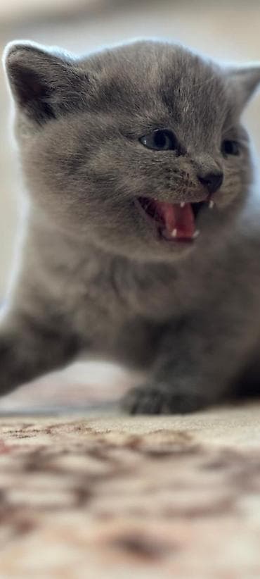 кошка сокулук: Британские короткошёрстные котята, окрас голубой (blue). - Плюшёвая — 3