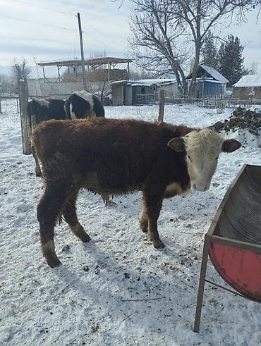 сары булун: Сатам | Бука (эркек) | Бордоп семиртүү үчүн — 3