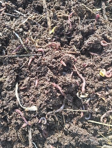 тиомочевина купить: Удобрение Гумус, Самовывоз — 9