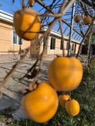 бишкек продаю дом село дордой 2: Дом, 1441 м², 12 комнат, Собственник — 12