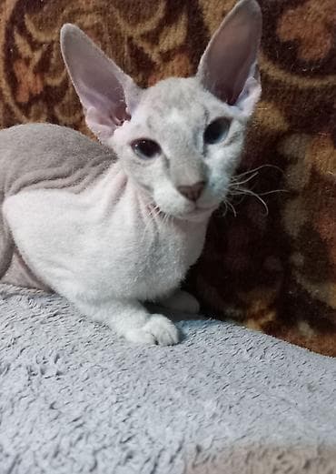 Мышыктар сатылат: 🐾🐈‍⬛ Голубоглазая девочка породы донской сфинкс, готова переехать в — 4