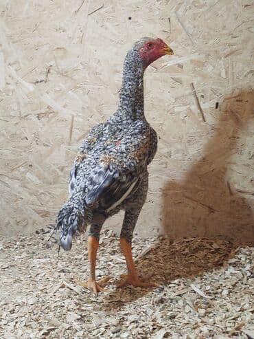 сколько стоит кошка в бишкеке: Дакан короздор сатылат алмашу жолдору бар адрес Заря Тынчтык конушу — 8