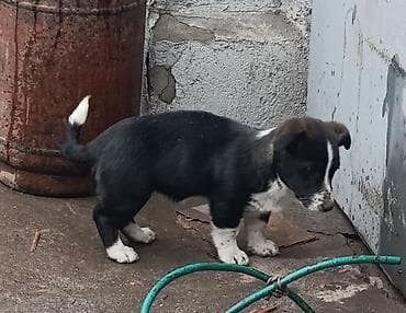 Собака даром: 3 месяца, Самка