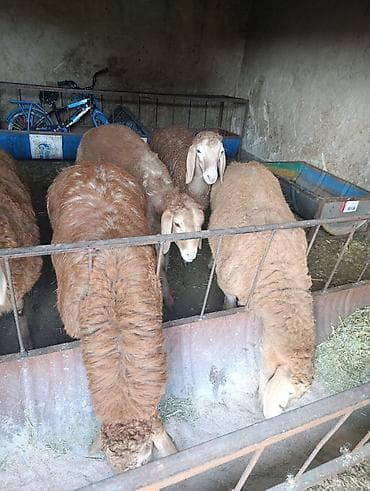 немецкий офчарка: Продаю | Баран (самец) | Эдильбаевская | Для разведения — 3