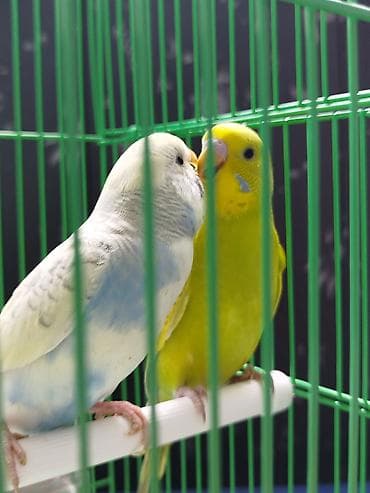 попугай жако цена бишкек: Ассаламу алейкум Папугайлар пара🦜 сатылат! Клеткасы+корм менен✅ — 2