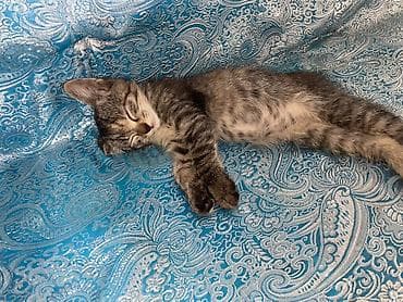 Животные: Кошка даром: Беспородная, 2 месяца, Мальчик, Приучена к лотку — 2