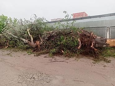 тополя пол: Свежеспиленное дерево (крупномер), ствол с корнем и ветвями. Продаю — 2