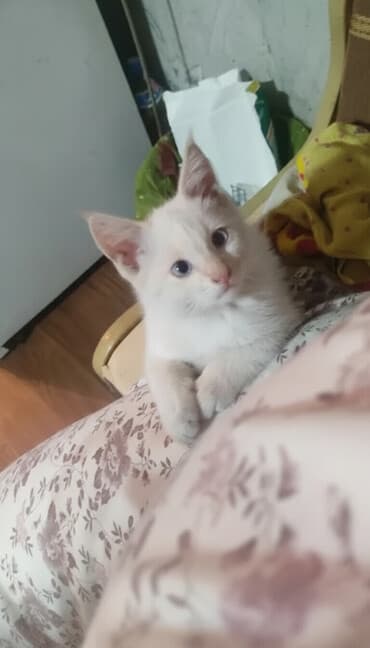 собака долматинец: Очаровательный котёнок мальчик 2 месяца с розовыми ушками И хвостиком — 2