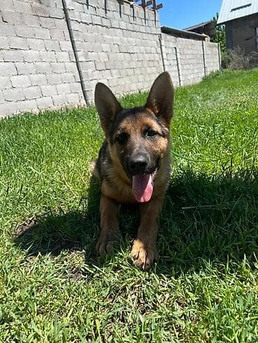 рыжие котята: Немецкая овчарка, 3 месяца, Самка, С прививкой, С родословной — 7