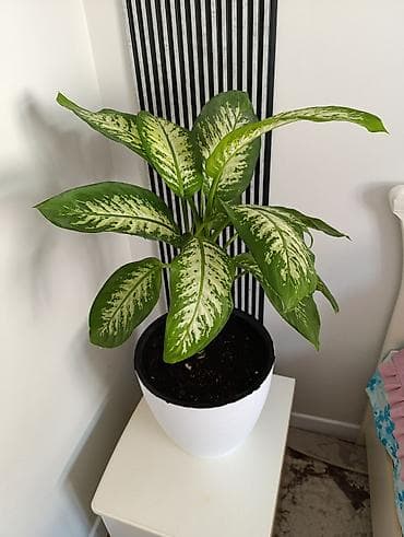 Женское счастье (Спатифиллюм): Комнатные растения в декоративных кашпо 1) Диффенбахия — 1