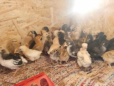 клетка для шиншилл: Продаю | Цыплята | Для разведения — 2