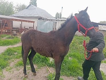 цена вислоухой кошки: Продаю | Жеребенок | Рабочий — 1