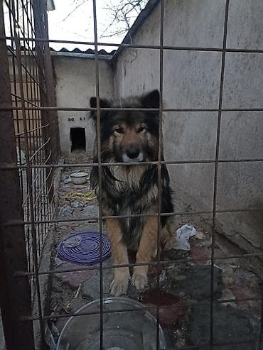 продаю щенков немецкой овчарки: Продаю собаку возраст 3 года торг есть . Крупная доброе длинношерстный — 2