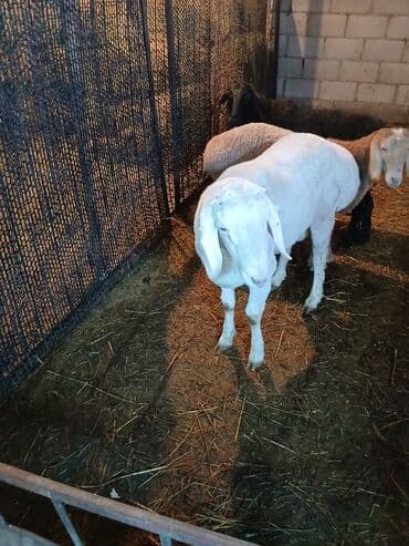 ош кошки: Продаю | Баран (самец) | Арашан | Для разведения — 5