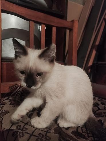 Сиамская, 3 месяца, Девочка, Белый, Приучена к лотку