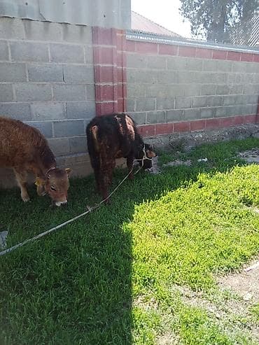 сементал бука: Продаю | Музоо, торпок | Полукровка | На откорм | Привязанные — 2