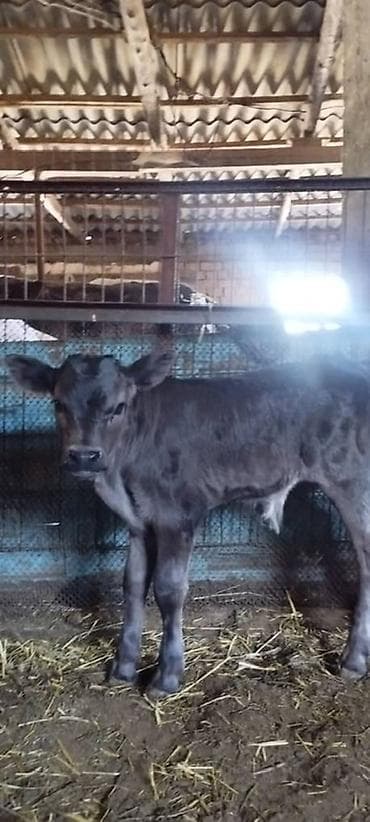 швейцарская кошка: Продаю | Бык (самец) | Швицкая | На откорм, Для разведения — 3