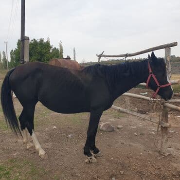 продаю охотничий собаку дратхар: Продаю | Кобыла (самка) | Конный спорт — 4