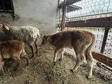 уй ала тоо парода: Продаю | Бык (самец), Музоо, торпок | Полукровка | Для разведения, На откорм | Искусственник — 2