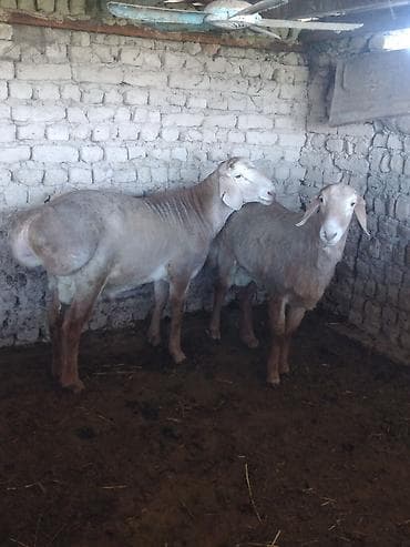 кыргыз и собака: Сатам | Ургаачы кой (ургаачы) | Көбөйтүү үчүн | Ургаачы — 6