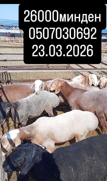 Продаю | Овца (самка) | Для разведения