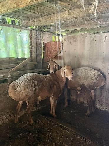 котята бенгальские: Продаю | Овца (самка) | Для разведения | Матка — 1