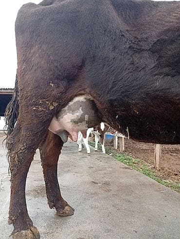 Ветеринар кызматы: Сатам | Уй (ургаачы), Кунаажын, Музоо | Алатоолук | Көбөйтүү үчүн, Сүт алуу үчүн | Музоологондон кийин — 6