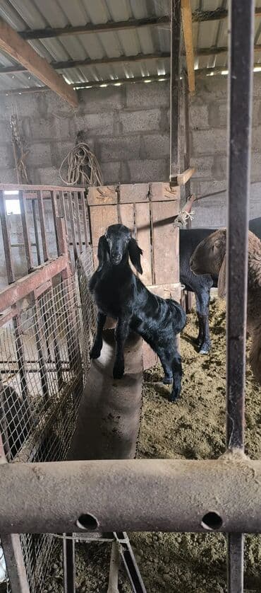 коровы молочной породы купить: Продаю | Баран (самец) | Арашан | Для разведения | Племенные — 7