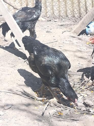 адлер петух: Продаю | Куры | Бойцовая | Для разведения — 1