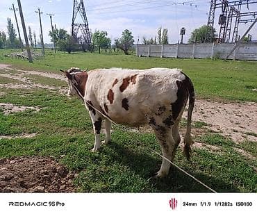 пародистые каровы: Продаю | Корова (самка) | Привязанные — 2