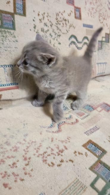 серые кошки фото: Котята Описание: - Милые домашние котята из одного помёта — 1