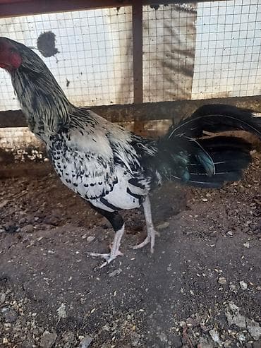 дикоративные куры: Продаю | Куры | Для разведения — 7