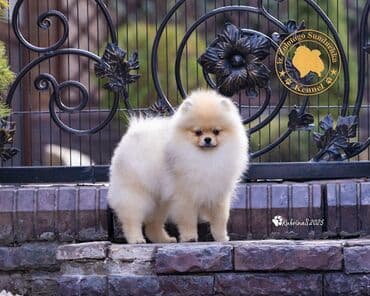 тайган рабочий: Шпиц, 3 месяца, Самец, С прививкой, С родословной — 4