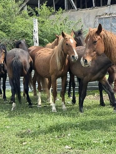 куна: Продаю | Кобыла (самка) | Для молока, Рабочий | Племенные — 7